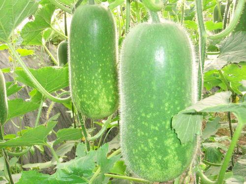 豹纹吃瓜视频大全,趣味横生的娱乐盛宴