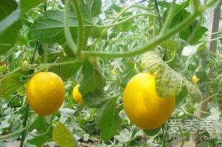 伊丽莎白瓜可以做什么吃,创意料理新主张