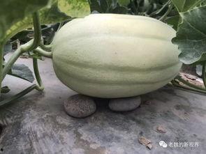 怎么找吃瓜资源,轻松获取热门吃瓜资源的独家秘籍