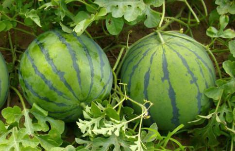 冰淇淋配瓜吃,冰淇淋与瓜果的完美邂逅