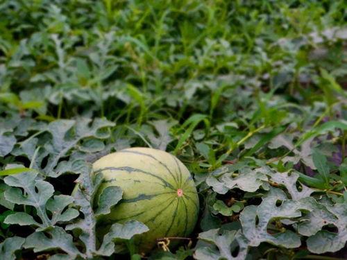 运村吃瓜,揭秘乡村美食背后的故事