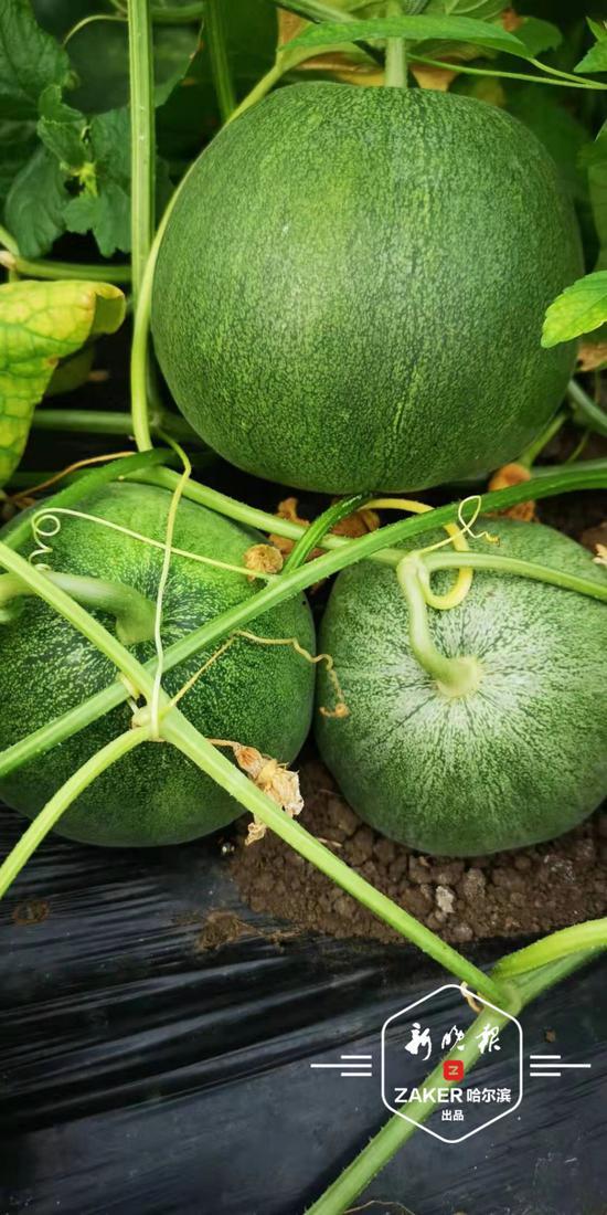 吃瓜巨瓜,吃瓜巨瓜背后的惊人真相